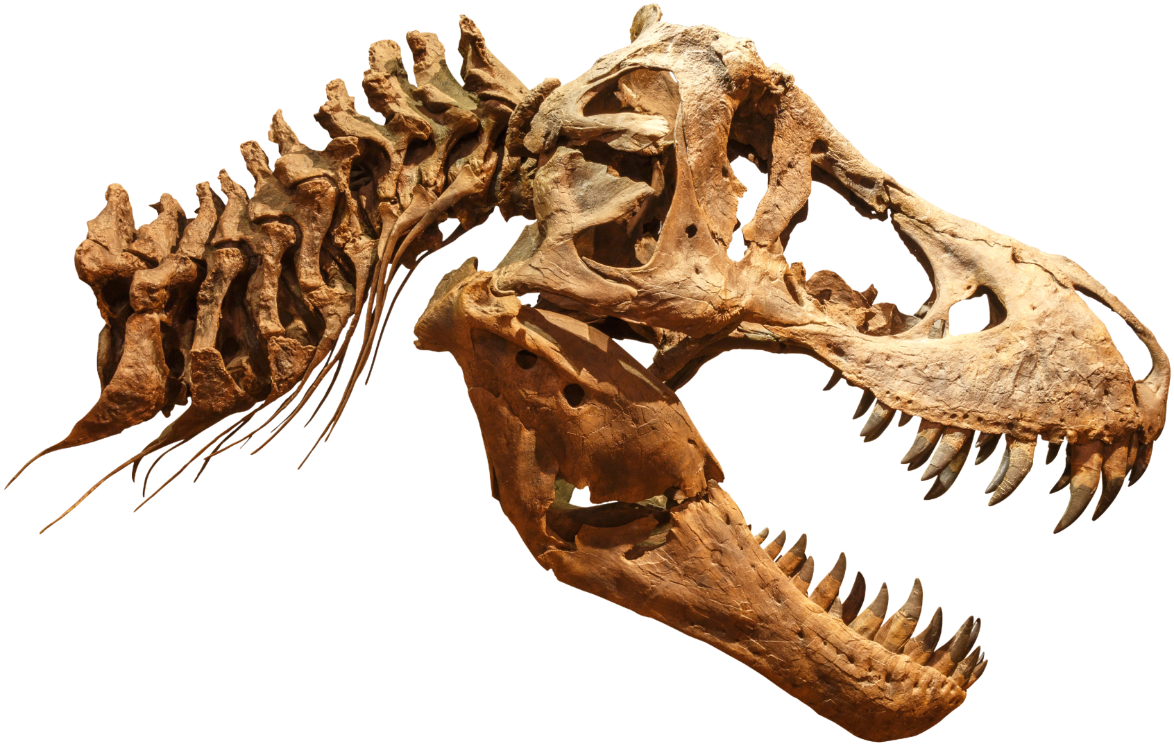 Fossilized skull and vertebrae of a Tyrannosaurus Rex.